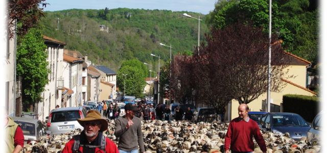 Rencontre brook one piece